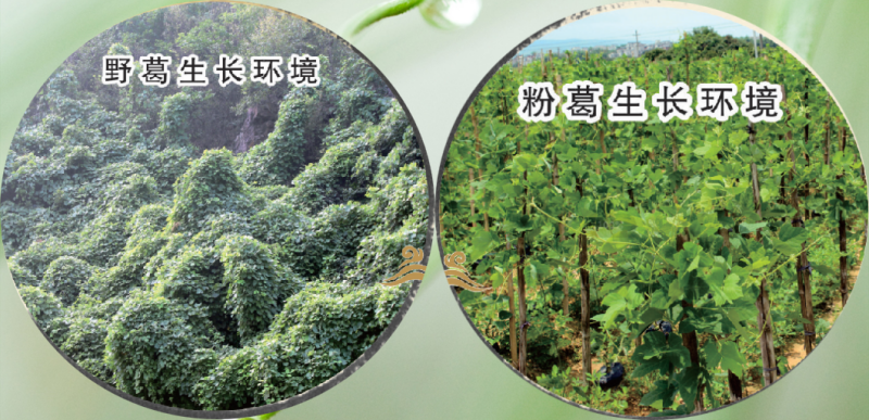 1751791943268425.png 葛根的生長(zhǎng)環(huán)境.png