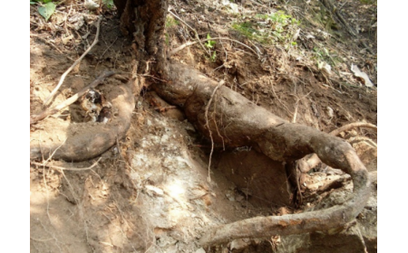 葛根粉：認(rèn)準(zhǔn) 10 年黃金期，拒絕 “年份噱頭”