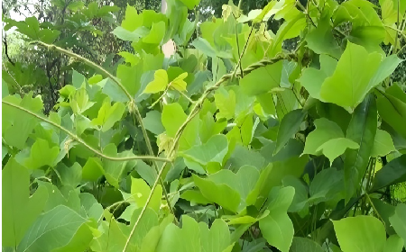 七夕寵妻狂魔就選它！二月風(fēng)雙有機(jī)野生葛根粉，健康又有文化味 