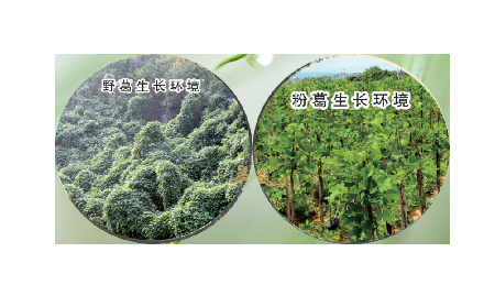 高學歷養(yǎng)生黨親測：這款雙有機野生葛根粉，憑什么成日常優(yōu)選？?