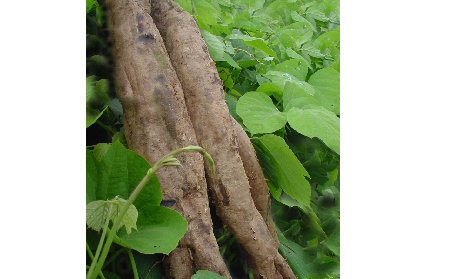 長期吃葛粉是養(yǎng)生還是傷身？科學(xué)解讀它的三大益處，讓你吃得更明白！