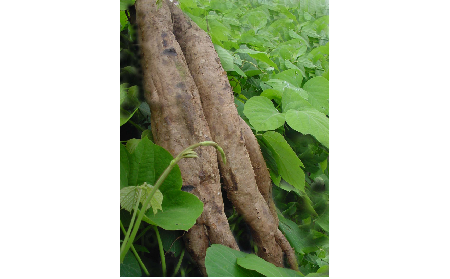 正宗的野生葛根粉，本質(zhì)是淀粉嗎？探秘千年本草中的自然饋贈(zèng)