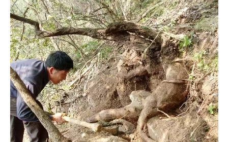 藏在隨州深山里的自然饋禮：二月風(fēng)有機(jī)野生葛根粉，守護(hù)孩子純粹成長(zhǎng)