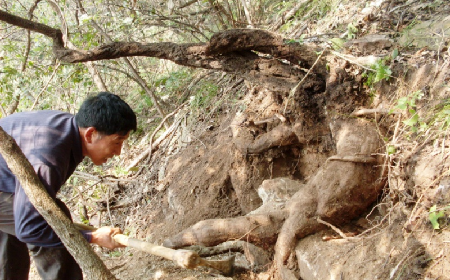 深山藏珍，二月風(fēng)正在大量收購(gòu)寒冬野生葛根