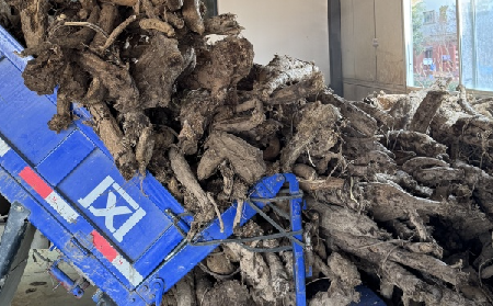 霜降采葛正當(dāng)時(shí)！二月風(fēng)大量收購(gòu)霜降葛根，以匠心護(hù)品質(zhì)、以產(chǎn)業(yè)助增收