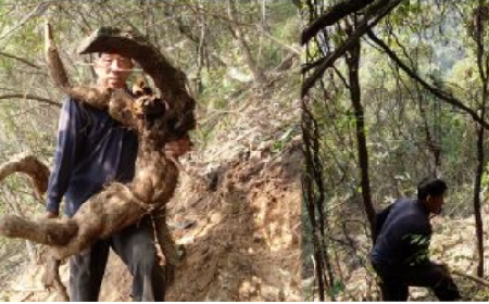 冬至地開(kāi)倉(cāng) 葛根天賜糧｜隨州“天字葛粉”的千年傳承